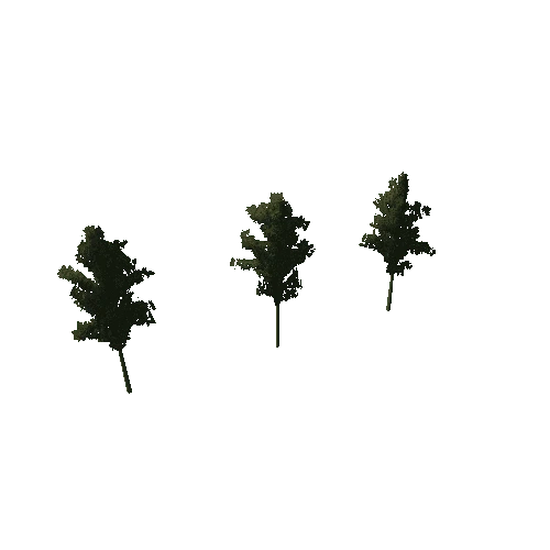 Birch Trees Test A